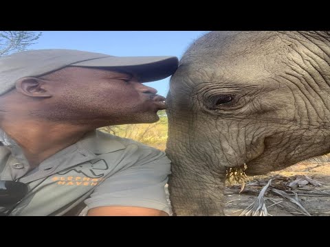 The Elephant Who Chose Her Human — A Heartfelt Story of Trust and Love
