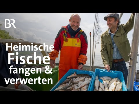 Die vergessenen Fische vom Bodensee: Mehr als Renken und Barsch angeln | freizeit | BR