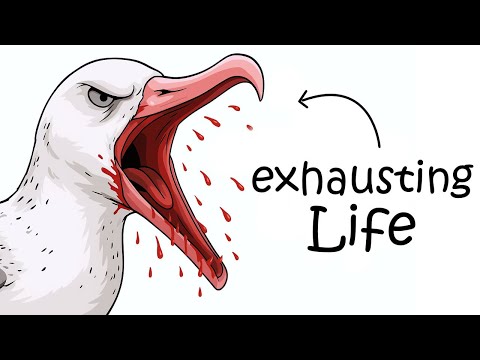 Why It Sucks to Be Born as a Wandering Albatross