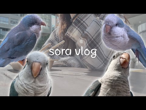 [Sora vlog Ep.22 | 일상🐦] 앵무새와 함께하는 대학생 브이로그 | 평범한 하루하루, 소라의 아침과 산책