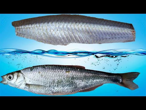 Быстрая и полная чистка уклейки или другой мелкой рыбы.