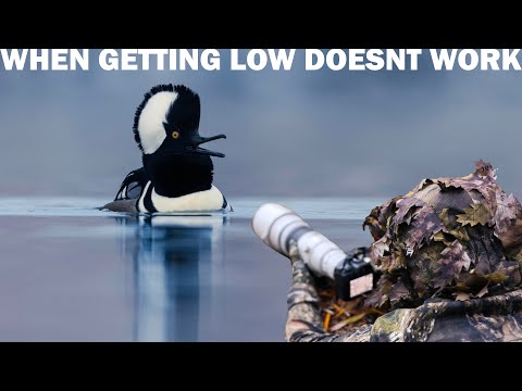 Wildlife Photography: Getting low is always the key...until it's not