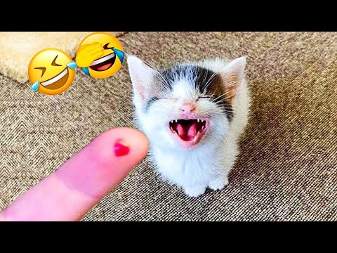 Hilarious Pet Fails That Will Make Your Day Better ππΎ