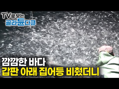 불빛으로 유인했더니.. 물 반 고기 반 5톤|깜깜한 바다 갑판 아래 집어등 비췄더니|한여름 밤 펼쳐지는 멸치잡이 추격전|추자도 만선 멸치잡이|극한직업|#골라듄다큐