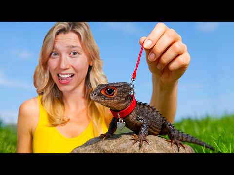 I Got a Pet Dragon...