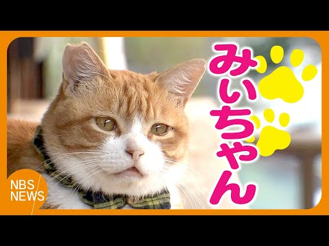 Mii-chan, the local cat who is the "mascot cat" of a bus depot, is helping save small lives throu...
