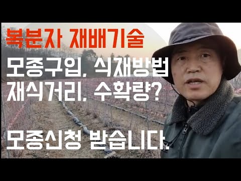 복분자 재배기술/모종구입,식재방법,재식거리, 수확량?/모종신청 받습니다