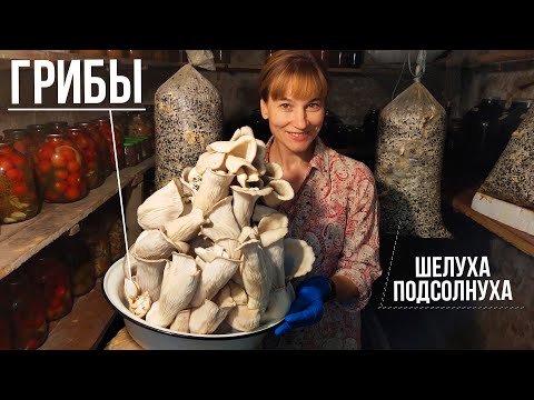 🍄 Выращиваем Грибы на Шелухе Подсолнуха / от Посева до Сбора Урожая