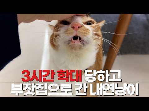 밤새 학대 당했던 내연냥 명숙이 근황