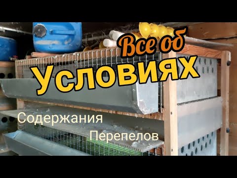 Содержание перепелов: клетки, брудеры, забой и рецепты кормов!