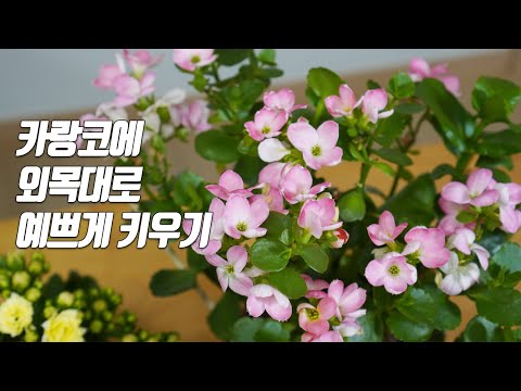 Raising it beautifully in Karanko-Shopping machine / Shovelwood seedling / Home gardening