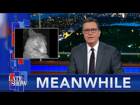 Meanwhile… No Whiskey In Mini Fireballs | Marie Kondo Gives Up | Selfie Bear Can’t Stop