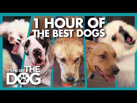 The TOP 5 Badly Behaved Dogs of 2019 | It's Me or The Dog