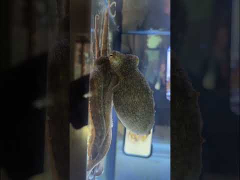 Octopus chooses its meal!