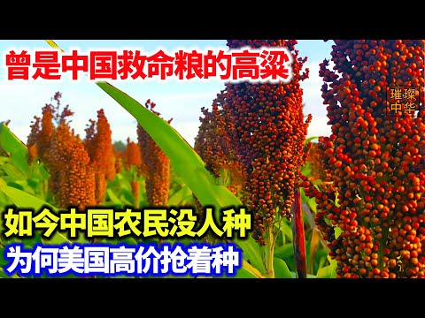 中国农民没人种的高粱，为何美国疯狂种植，真相曝光，所有人都震惊了#粮食 #高粱#农业