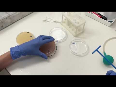 Санитарно-микробиологические исследования пищевых продуктов