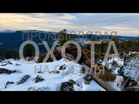 ПРОМЫСЛОВАЯ ОХОТА В ГОРАХ СИБИРИ | СОБОЛЬ