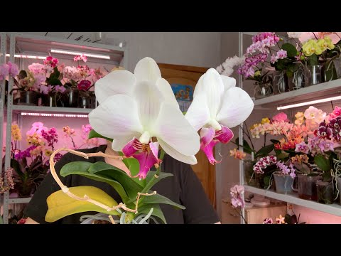 НИКОГДА ГНИТЬ корни орхидей не будут и не будет вредителей а орхидеи гнилушки ВЫКИНЬ они не жильцы?