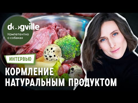 Натуральное кормление собаки – Интервью с владелицей Лабрадоров