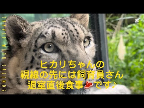 【雪豹のヒカリちゃん】もうすぐ閉園！退室直後に待ちに待った食事🍽️🥩ですよ〜🍗💓#ユキヒョウ#Snowleopard#ヒカリ#秋田県大森山動物園生まれ