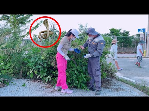 I was bitten by a snake while I was clearing an overgrown sidewalk