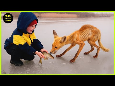 50 Animals That Asked People for Help & Kindness Caught On Camera !Best moment of 2025! #181