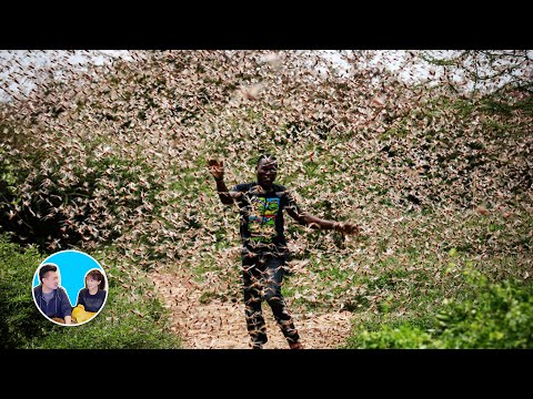 四千億隻蝗蟲哪去了？這可能就是人類的結局 | 老高與小茉 Mr & Mrs Gao