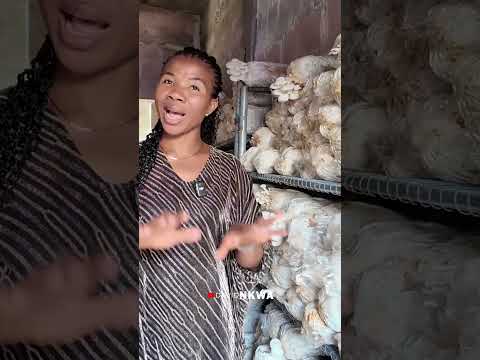 How Mushroom Saved Her Marriage