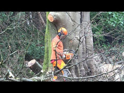 Fällung ein 40m Blutbuche