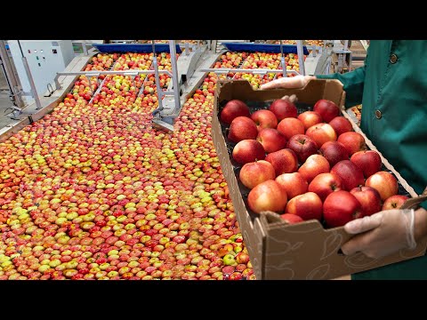 Harvesting Juicy Apples on a 350 Hectare Farm! Tour of the Apple Factory