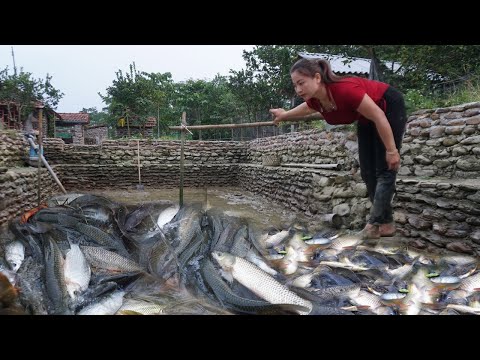 Harvesting fish in the pond after 1 year of raising farm - Build a place for chickens to lay eggs