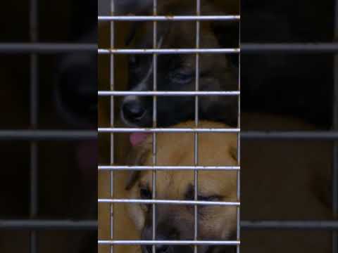 Rescuing the Cutest 6 Week Old Puppies | Pit Bulls and Parolees | Animal Planet