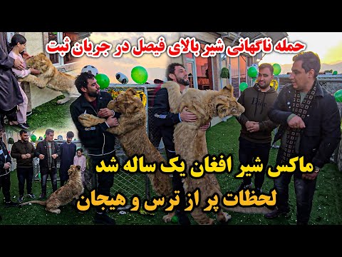 تبریک تبریک | ماکس شیر افغانستان ۱ ساله شد | مهمان از آلمان آمده دیدن ماکس | حمله ماکس بالای فیصل 🤯😱