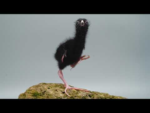 Raising a funny swamphen