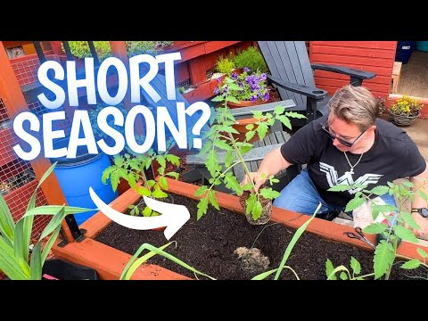Is It Worth It Growing Tomatoes Outdoors for us?
