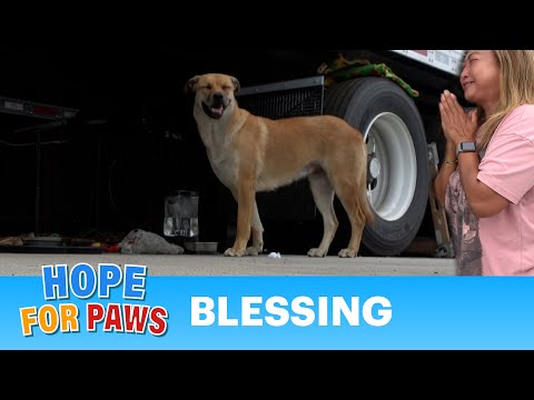 Abandoned dog didn't trust anyone, but an email to Hope For Paws changed everything! 📧🙏