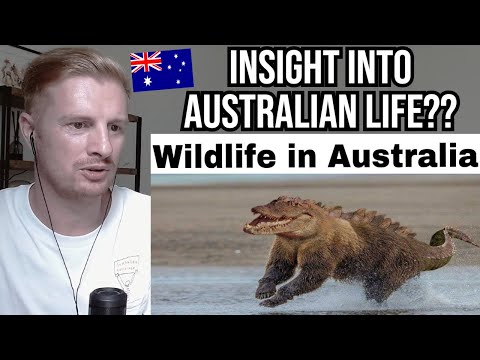 Reaction To AUSTRALIA MEMES