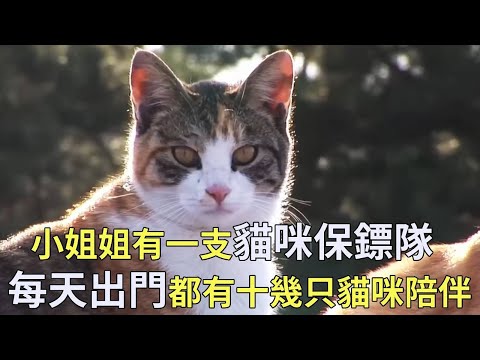 小姐姐收養了十幾只流浪貓，還把它們培養成了忠實的保鏢，每次出門都有貓咪巡邏保護【小奶狗觀影】
