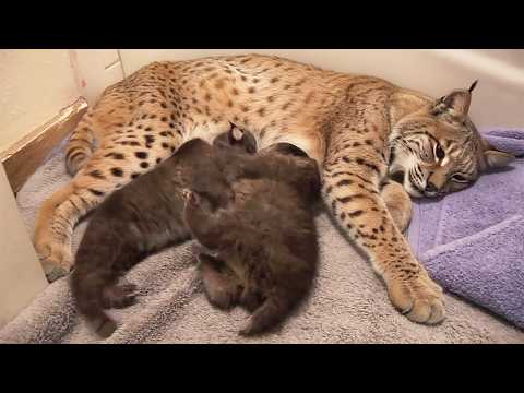 Bobcat Gives Birth for the First Time—But What Came After Left the Keepers Scream Out!