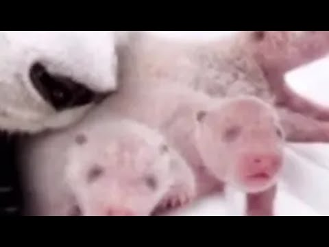 菊笑辛苦产下大熊猫三胞胎，饲养员们默默付出和守候，见证奇迹亦是奇迹参与者大熊猫菊笑大熊猫菊笑三胞胎 大熊猫三胞胎 大熊猫三胞胎萌帅酷 熊猫宝宝