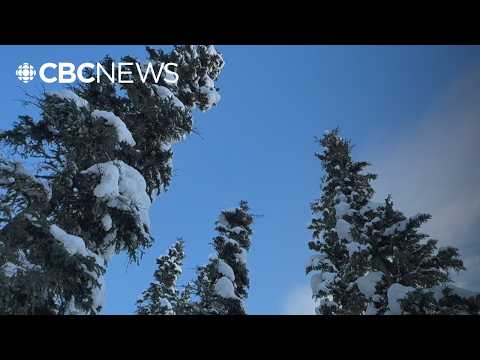 Yukon government opens 4 new wood lots