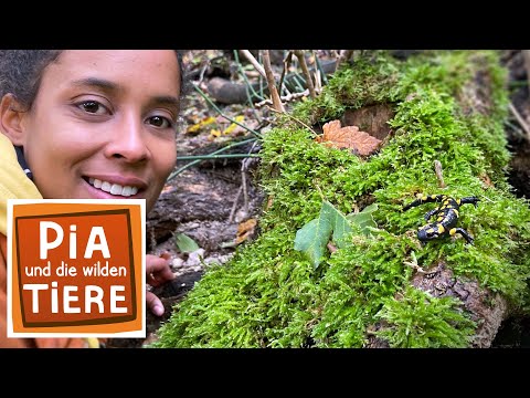 Wie giftig ist der Feuersalamander? | Reportage für Kinder | Pia und die wilden Tiere