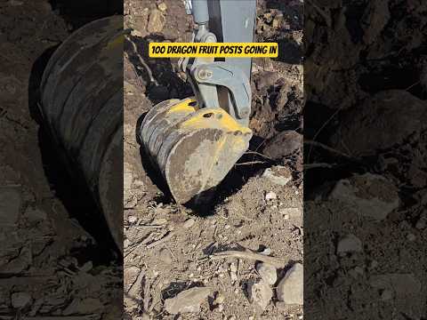 A little extra muscle never hurts #dragonfruit