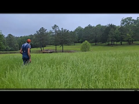 NO Chemicals! Natural Way to Control WEEDS in Hay Fields