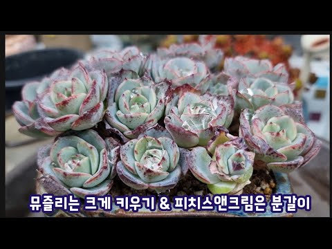 다육이 뮤즐리는 크게 키워서 군생만들고 피치스앤크림 묵둥이는  분갈이해 줍니다~