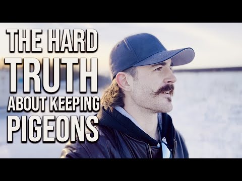 The Hard Truth About Keeping Pigeons