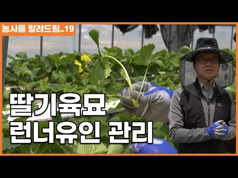 딸기육묘 런너유인 및 관리 딸기재배기술