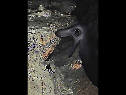 Infected shining armor 2