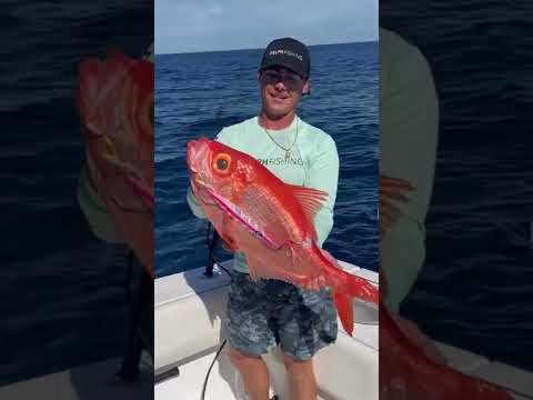Giant goldfish looking Alfonsino Caught in 1100 feet of water! #shorts #goldfish #deep #ocean