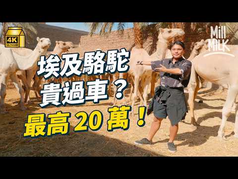 #MM｜牙朗飛去埃及學做駱駝人！當地駱駝人月入港幣1,500 足夠養活一家 駱駝奶原來好珍貴 生產成本高牛奶6倍！當地人聲稱營養價值極高！｜#飛去試一次 #4K